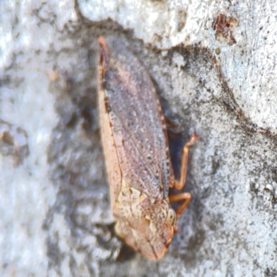 Stenocotis depressa (Leafhopper) at Corroboree Park - 25 Mar 2024 by Hejor1