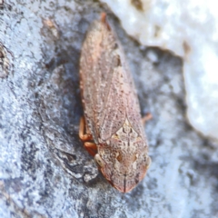 Stenocotis depressa at Corroboree Park - 25 Mar 2024 03:49 PM