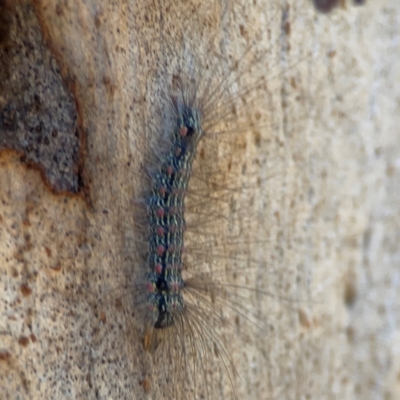 Anestia (genus) (A tiger moth) at Corroboree Park - 25 Mar 2024 by Hejor1