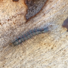 Anestia (genus) at Corroboree Park - 25 Mar 2024 03:42 PM