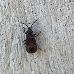 Hemiptera (order) at Corroboree Park - 25 Mar 2024 by Hejor1