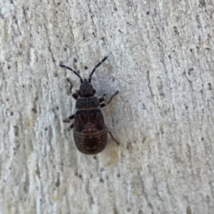 Lygaeoidea sp. (superfamily) at Corroboree Park - 25 Mar 2024 03:43 PM