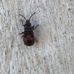 Lygaeoidea sp. (superfamily) at Corroboree Park - 25 Mar 2024 03:43 PM