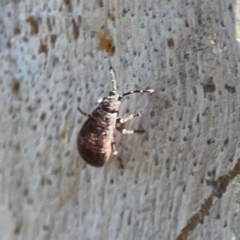 Lygaeoidea sp. (superfamily) at Corroboree Park - 25 Mar 2024 03:43 PM