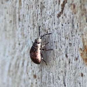 Lygaeoidea sp. (superfamily) at Corroboree Park - 25 Mar 2024 03:43 PM