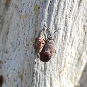 Lygaeoidea sp. (superfamily) at Corroboree Park - 25 Mar 2024 03:43 PM