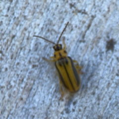 Xanthogaleruca luteola (Elm leaf beetle) at Corroboree Park - 25 Mar 2024 by Hejor1