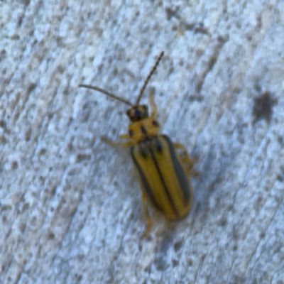 Xanthogaleruca luteola (Elm leaf beetle) at Corroboree Park - 25 Mar 2024 by Hejor1