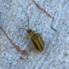 Xanthogaleruca luteola at Corroboree Park - 25 Mar 2024