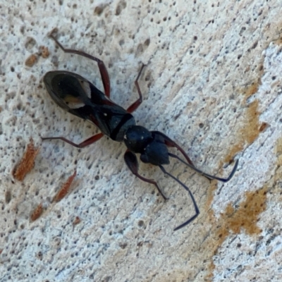Daerlac nigricans (Ant Mimicking Seedbug) at Corroboree Park - 25 Mar 2024 by Hejor1