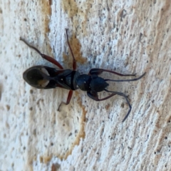 Daerlac nigricans at Corroboree Park - 25 Mar 2024 03:40 PM