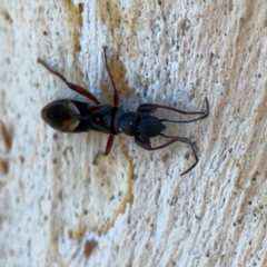 Daerlac nigricans at Corroboree Park - 25 Mar 2024 03:40 PM