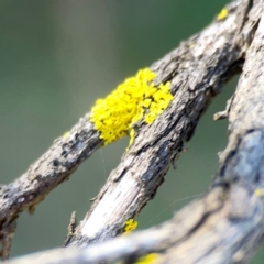 Lichen - crustose at Corroboree Park - 25 Mar 2024 by Hejor1