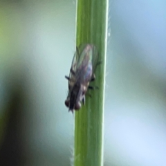 Muscidae (family) (Unidentified muscid fly) at Corroboree Park - 25 Mar 2024 by Hejor1