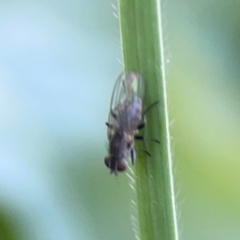 Muscidae (family) at Corroboree Park - 25 Mar 2024 03:31 PM