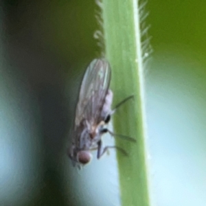 Muscidae (family) at Corroboree Park - 25 Mar 2024