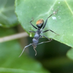 Camponotus aeneopilosus (A Golden-tailed sugar ant) at Corroboree Park - 25 Mar 2024 by Hejor1