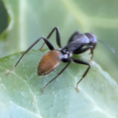 Camponotus aeneopilosus at Corroboree Park - 25 Mar 2024