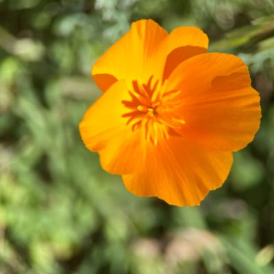 Eschscholzia californica (California Poppy) at Corroboree Park - 25 Mar 2024 by Hejor1
