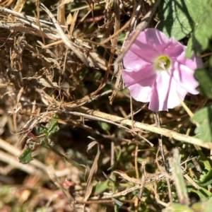 Convolvulus angustissimus subsp. angustissimus at Corroboree Park - 25 Mar 2024 03:28 PM