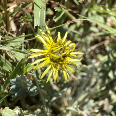 Arctotheca calendula (Capeweed, Cape Dandelion) at Corroboree Park - 25 Mar 2024 by Hejor1