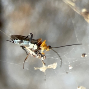 Ichneumonoidea (Superfamily) at Corroboree Park - 25 Mar 2024