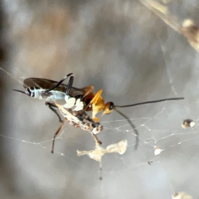 Ichneumonoidea (Superfamily) (A species of parasitic wasp) at Ainslie, ACT - 25 Mar 2024 by Hejor1