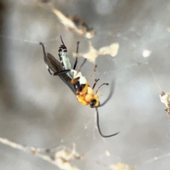 Ichneumonoidea (Superfamily) at Corroboree Park - 25 Mar 2024