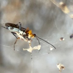 Ichneumonoidea (Superfamily) at Corroboree Park - 25 Mar 2024