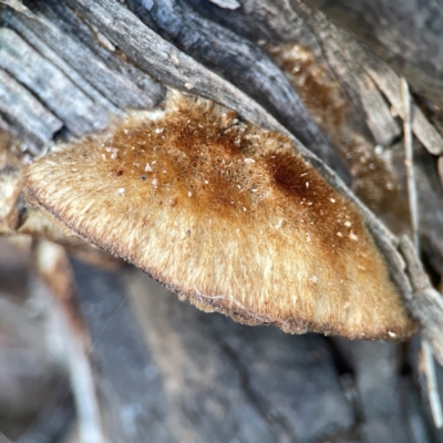 Unidentified Pored or somewhat maze-like on underside [bracket polypores] at Ainslie, ACT - 25 Mar 2024 by Hejor1