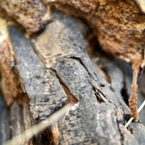 zz Polypore (shelf/hoof-like) at Corroboree Park - 25 Mar 2024