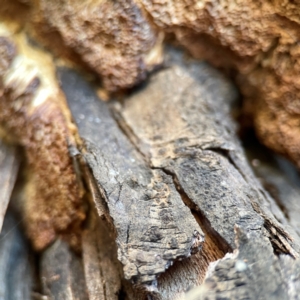 zz Polypore (shelf/hoof-like) at Corroboree Park - 25 Mar 2024 06:20 PM