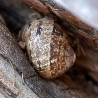 Cornu aspersum (Common Garden Snail) at Ainslie, ACT - 25 Mar 2024 by Hejor1