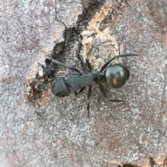 Polyrhachis sp. (genus) (A spiny ant) at Ainslie, ACT - 25 Mar 2024 by Hejor1