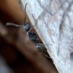 Polyrhachis sp. (genus) at Corroboree Park - 25 Mar 2024