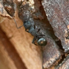 Polyrhachis sp. (genus) at Corroboree Park - 25 Mar 2024