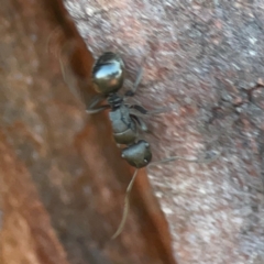 Polyrhachis sp. (genus) at Corroboree Park - 25 Mar 2024