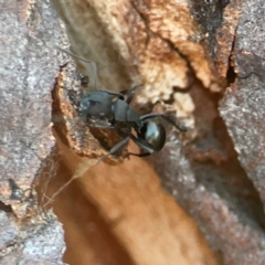 Polyrhachis sp. (genus) at Corroboree Park - 25 Mar 2024