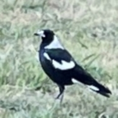 Gymnorhina tibicen (Australian Magpie) at Corroboree Park - 25 Mar 2024 by Hejor1