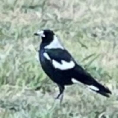Gymnorhina tibicen (Australian Magpie) at Corroboree Park - 25 Mar 2024 by Hejor1