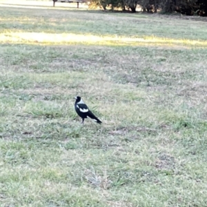 Gymnorhina tibicen at Corroboree Park - 25 Mar 2024