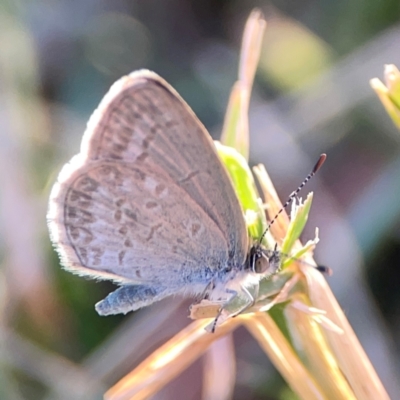 Zizina otis (Common Grass-Blue) at Ainslie, ACT - 25 Mar 2024 by Hejor1
