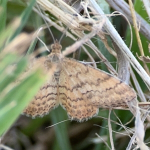 Scopula rubraria at Corroboree Park - 25 Mar 2024 06:31 PM