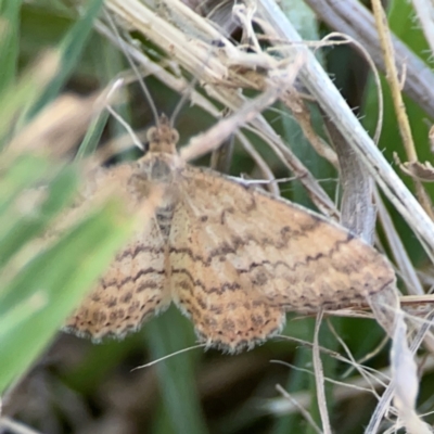 Scopula rubraria (Reddish Wave, Plantain Moth) at Corroboree Park - 25 Mar 2024 by Hejor1