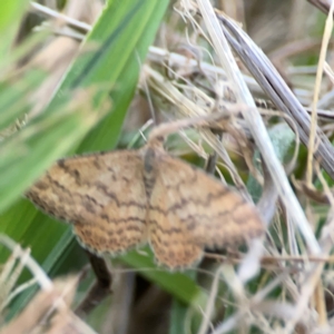 Scopula rubraria at Corroboree Park - 25 Mar 2024