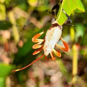 Amorbus sp. (genus) at Holt, ACT - 22 Mar 2024