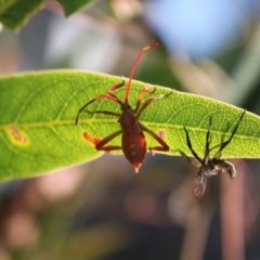 Amorbus sp. (genus) at Holt, ACT - 22 Mar 2024