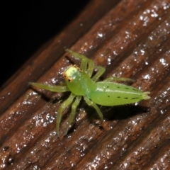 Unidentified Jumping or peacock spider (Salticidae) at Capalaba, QLD - 24 Mar 2024 by TimL