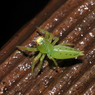 Unidentified Jumping or peacock spider (Salticidae) at Capalaba, QLD - 24 Mar 2024 by TimL