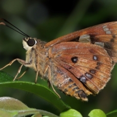 Unidentified Skipper (Hesperiidae) at Capalaba, QLD - 17 Mar 2024 by TimL